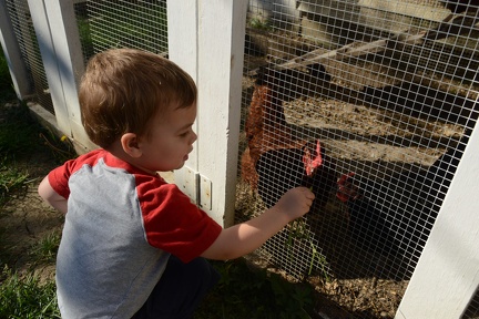 Feeding Chickens8